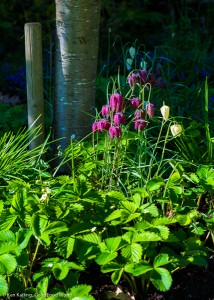 Strawberries Blooming