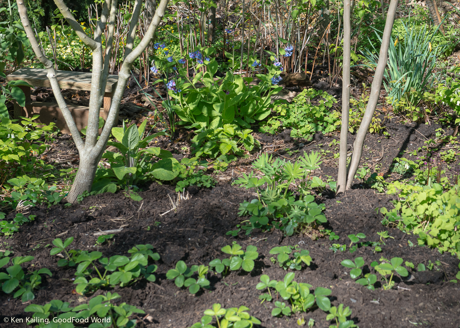 Everbearing Strawberry Bed