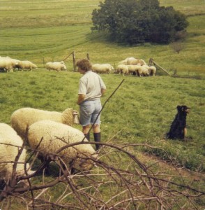 Lea, sheep, and Dex observing partially mowed trefoil pasture
