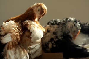 Preening - Week 5