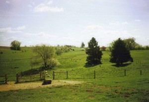 Early spring pasture