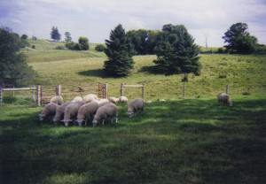 Ewe lambs