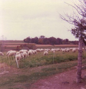 Sheep grazing pastures in rotation.