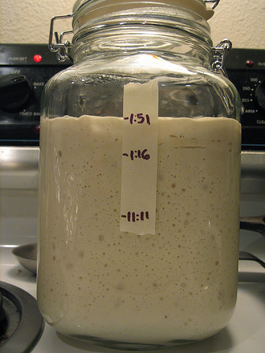 Sourdough Starter