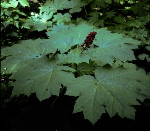 Devil's Club in the wild; photo by ALJ