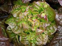 Blushed Butter Oak Lettuce