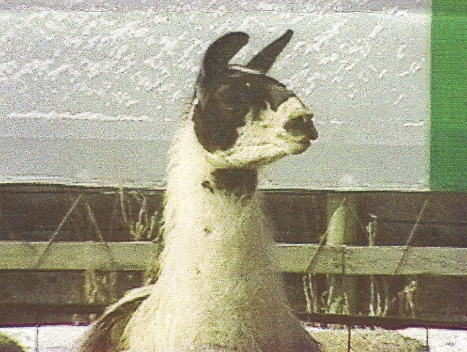 Voices From the Farm: the Great Llama Drama