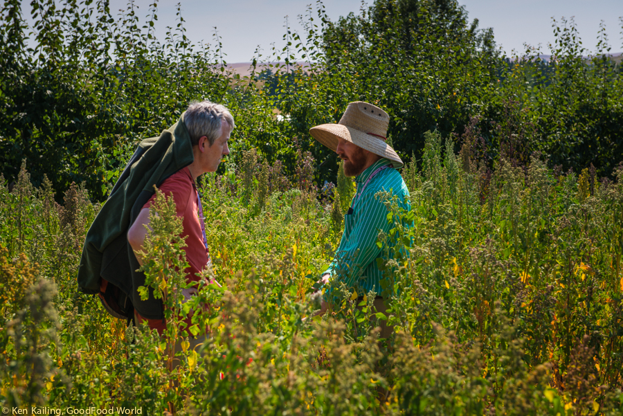 Daniel Bertero and Kevin Murphy discussing quinoa in the field. Daniel Bertero and Kevin Murphy discussing quinoa in the field.