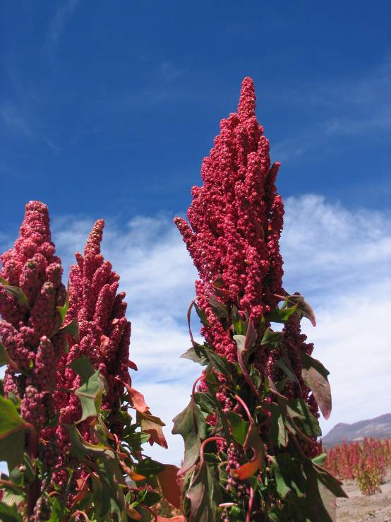 Red quinoa seed heads.