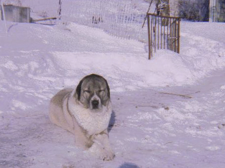 Voices From the Farm: Coyote Attack!