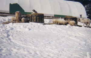 Sheep, llama, horse, and dog at the feeders.