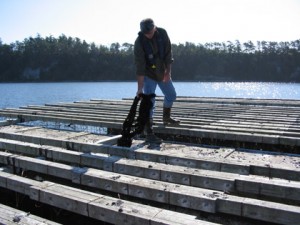 Juvenile mussel line on raft of Penn Cove Shellfish. (Credit: Nan Devlin)