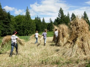 Rye harvest at Quail’s Run Farm. (Credit: Patty Imes)