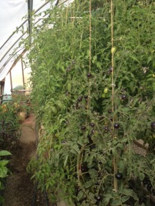 Trellised heirloom tomatoes in the Chico Hot Springs Resort greenhouse.