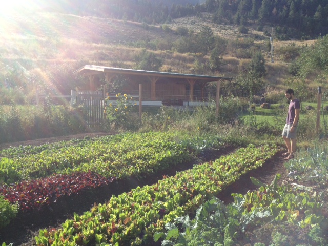 Ian checks out the gardens at Chico Hot Springs Resort: Hyper-local food!