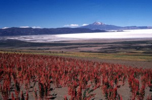 Quinoa growning near high mountain salt flats