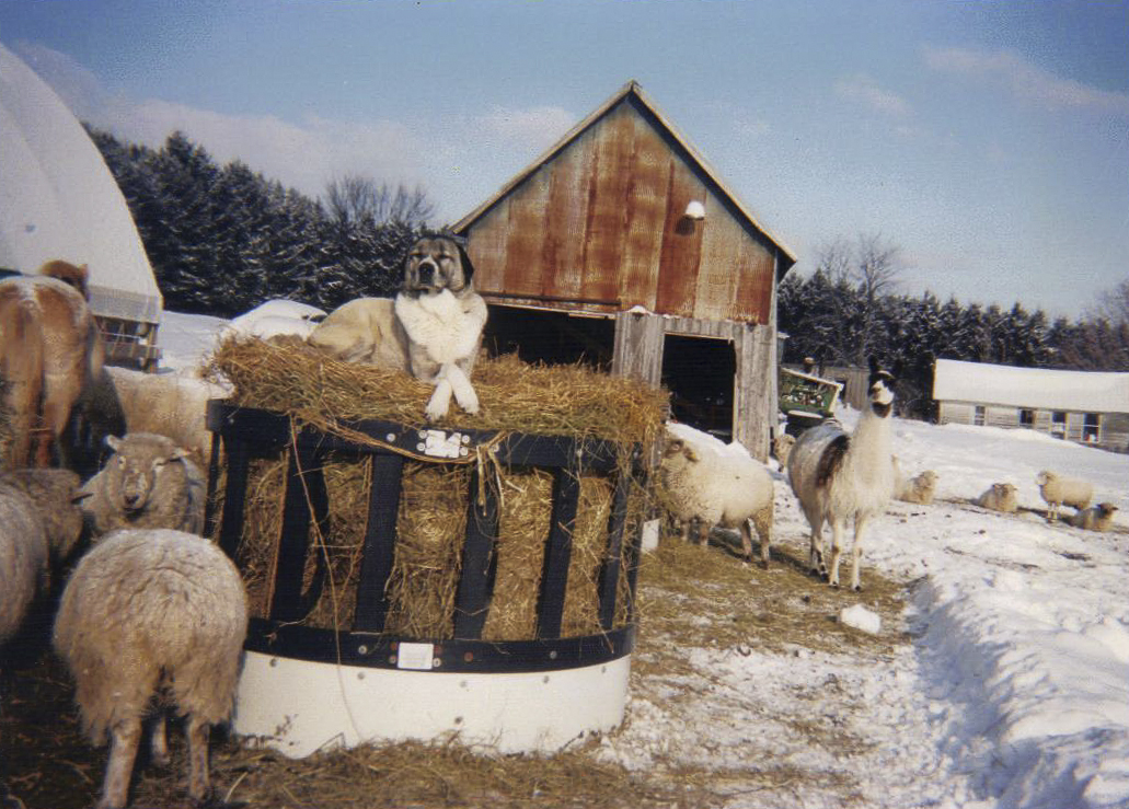 Voices From the Farm: A New Venture – Feeder Lambs