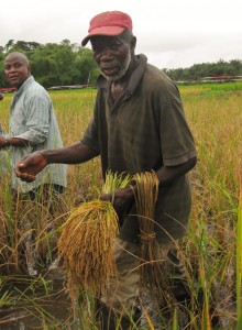 Sylvester, the groups oldest farmer, carries a bundle of rice away from the paddy