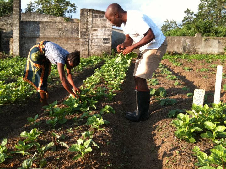 The Revival of the Grain Coast: Organic Farming in Liberia