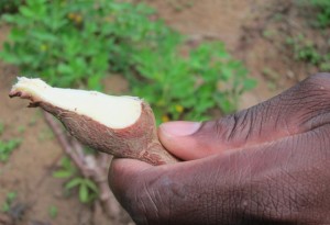 Cassava - Amazon Jungle, Suriname