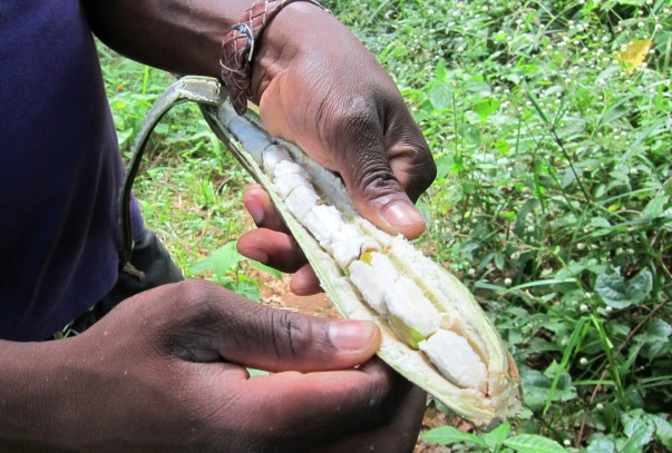 Village Farming in the Amazon Jungle: Penpe, Suriname