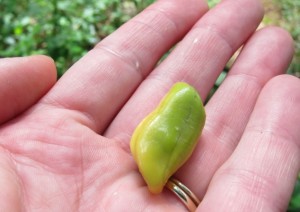 Ice Cream Bean Seed - Amazon Jungle, Suriname