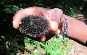 Kankan Udu - Amazon Jungle, Suriname