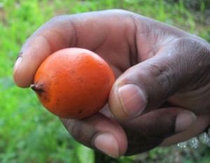 Awara Fruit - Amazon Jungle, Suriname