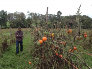 The last tomatoes of the season.