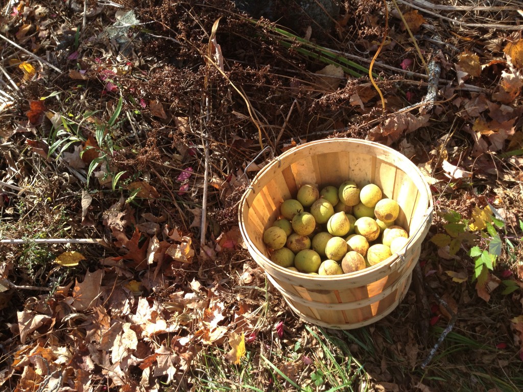 The last of the apples picked and stored for one more cider press.