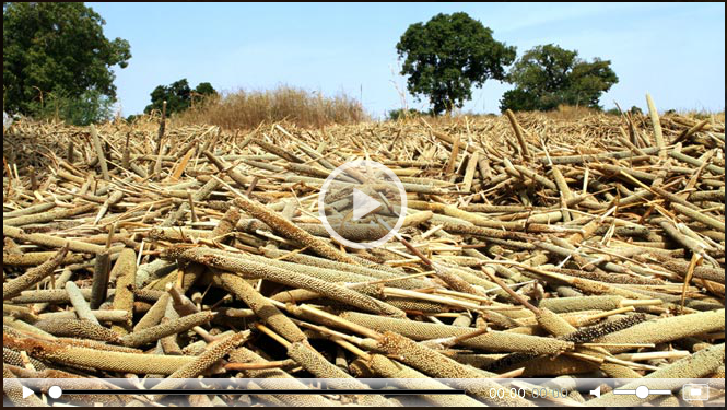 African Land Grabs: Land Rush, a Video