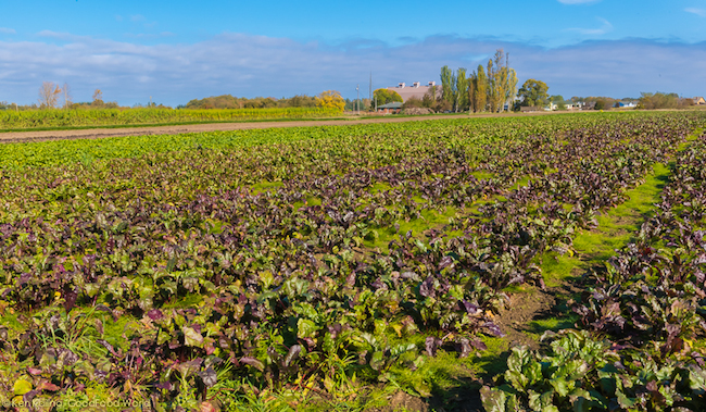 What is the USDA’s Plan For ‘Agricultural Coexistence?’