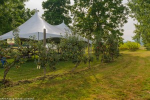 Jubilee apples