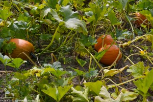 The pumpkin patch