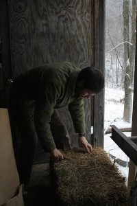 Winter Hay