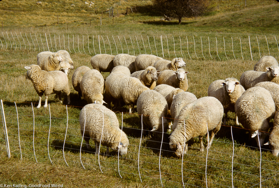Sheep at McEvilly Farm, Caledonia MN
