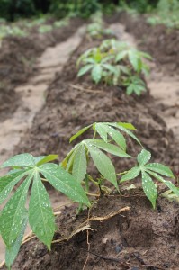 Cassava fields