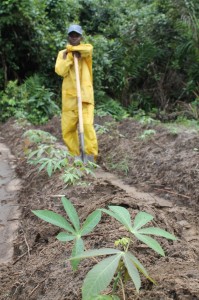 Cassava fields