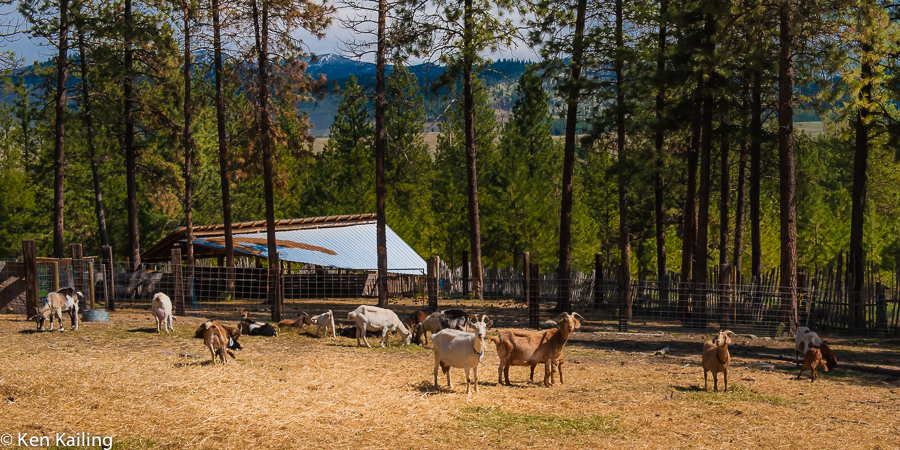 Goats at Pine Stump Farms, Omak WA