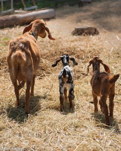 New goats at Pine Stump Farms