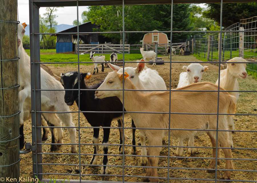 Goats at Amaltheia Dairy, Belgrade MT