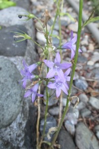 Campanula Rapunculus