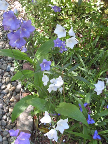 Campanula: Edible Bellflowers