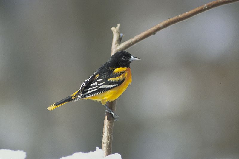 Baltimore Oriole