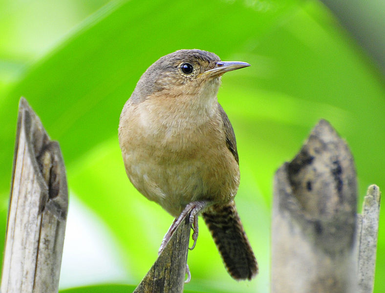 House wren