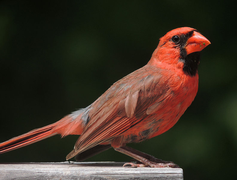 Northern Cardinal