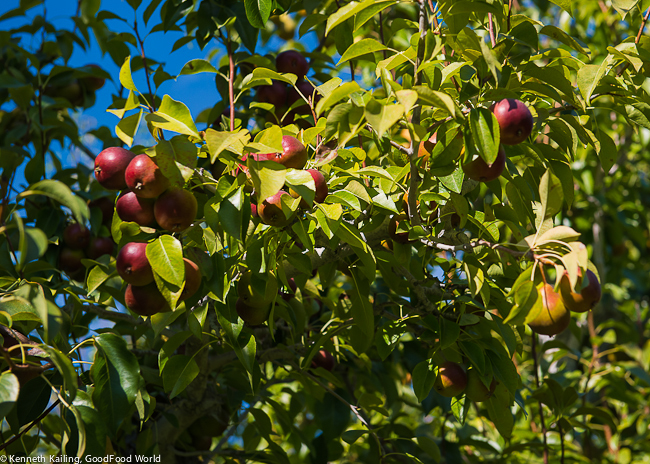 River Valley Organics, Tonasket WA