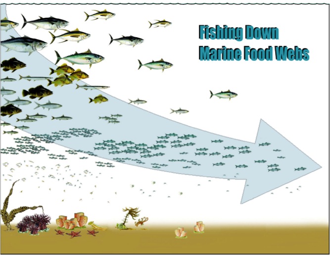 Source: Dr. Daniel Pauly, Professor, Fisheries Centre & Zoology, UBC, Vancouver BC; Principal Investigator, Sea Around Us Project