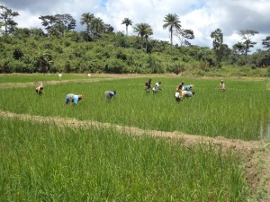 Harvesting the rice