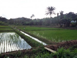 Water in the rice paddies